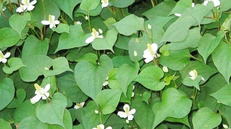 20 Live Bare Root Fish Mint Plants - Houttuynia cordata Asian Herb for Culinary Use