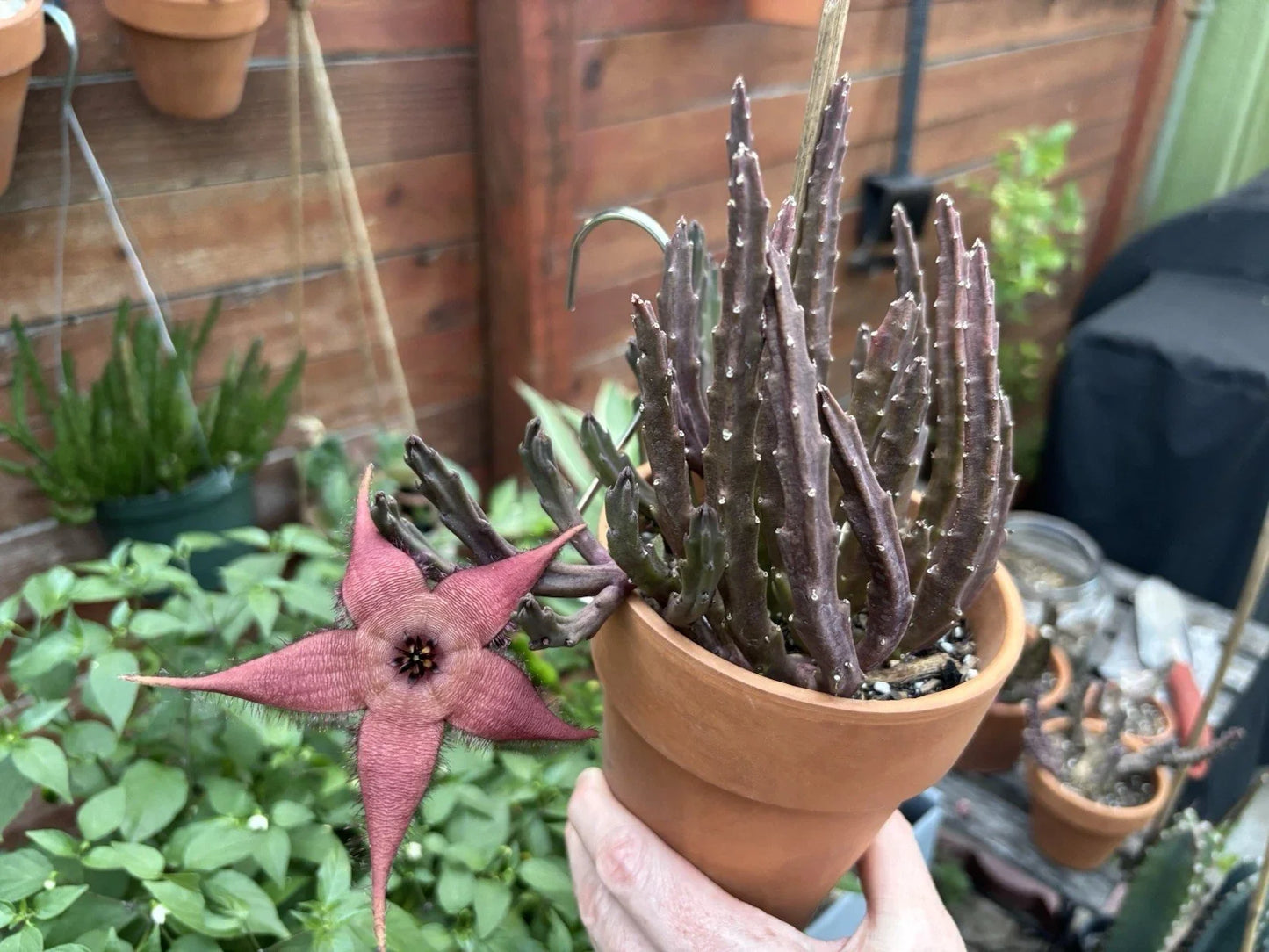 Blooming Cactus Plant - Stapelia schinzii var. angolensis - Live Rooted Succulent with Star-Shaped Flowers for Indoor & Outdoor Gardening
