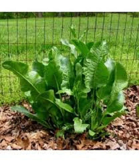Fresh Organic Horseradish Plants - 2 Well-Rooted Crowns - Easy to Grow Perennial Armoracia rusticana