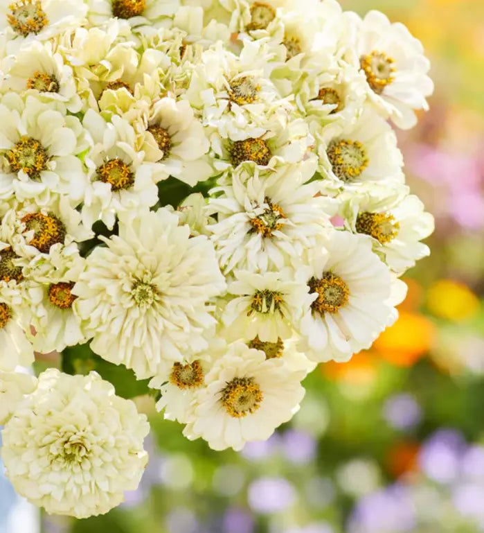Zinnia Seeds 100 Pack Cactus Snowman White Heirloom for Butterfly Garden, Cut Flowers, Zinnia elegans