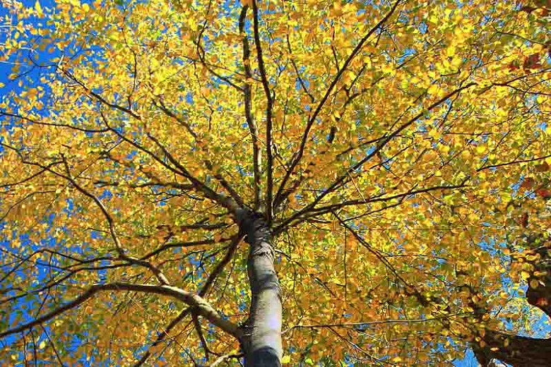 Sweet Birch Seeds - 200+ Count Betula Lenta Native Tree Seeds for Planting