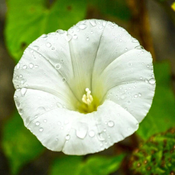 Pearly Gates Morning Glory Seeds | 4-Inch White Flowers | Ipomoea purpurea | Climbing Vine, AAS Winner