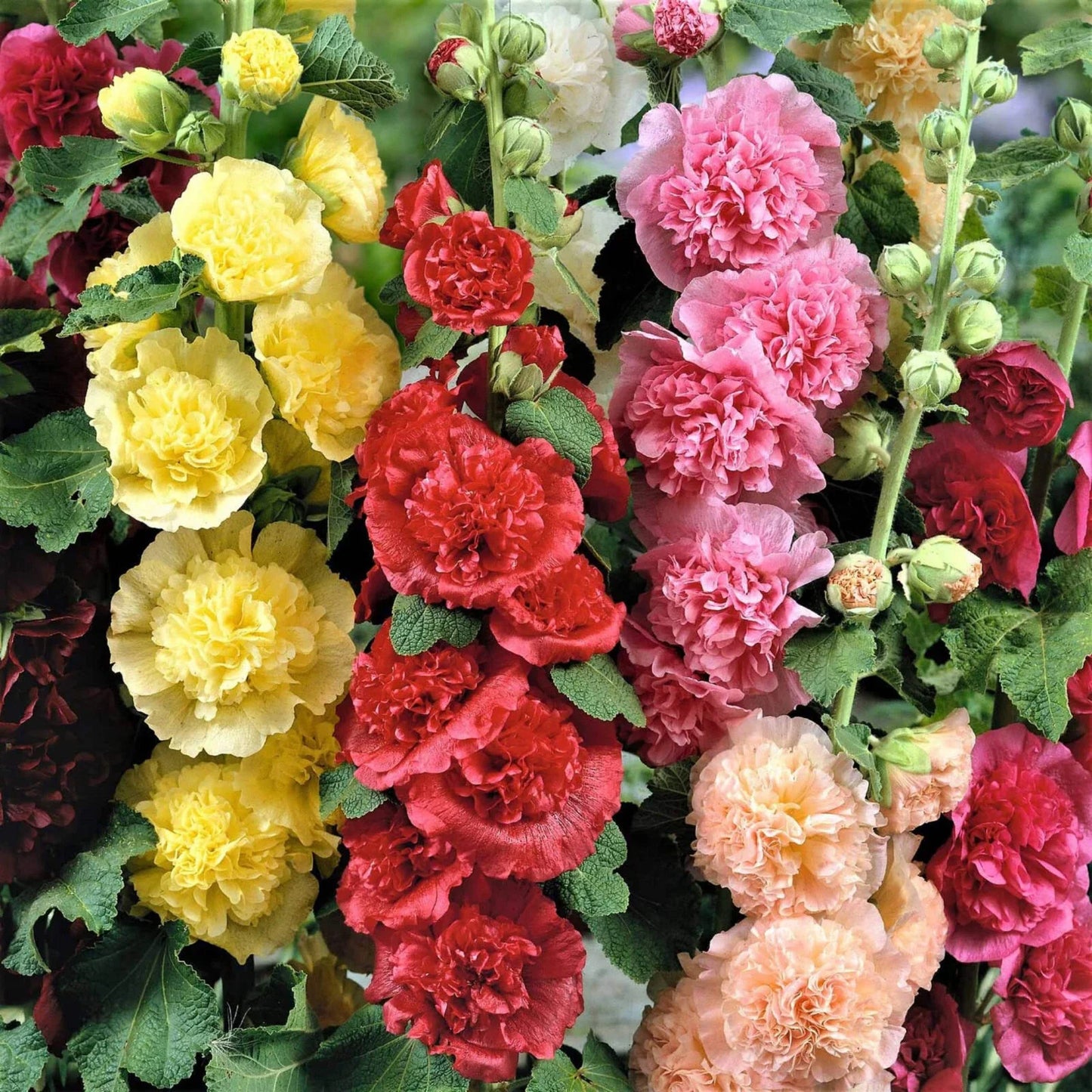 Hollyhock Seeds - Summer Carnival Mix - Heirloom Non-GMO - Alcea rosea - Vibrant Colorful Blooms - Easy to Grow