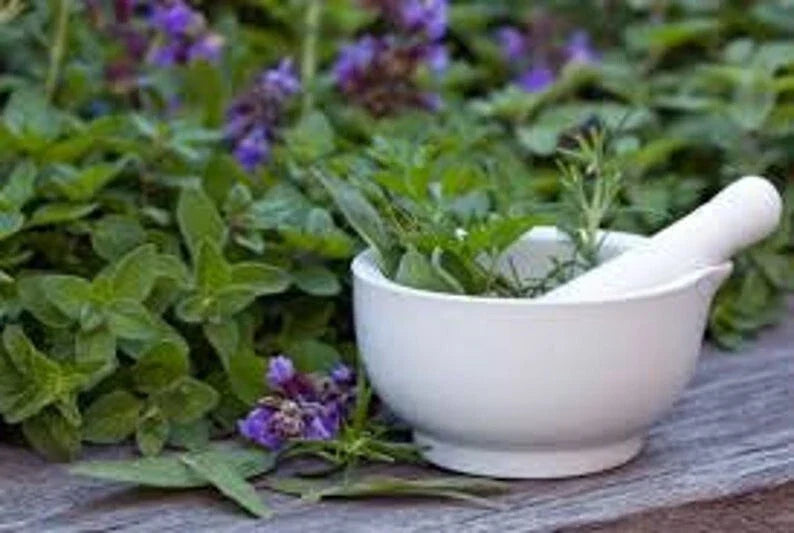 Medicinal Herb Seed Set - 12 Packs of Culinary & Therapeutic Herbs (Ocimum basilicum, Mentha piperita, Lavender, Chamomile)