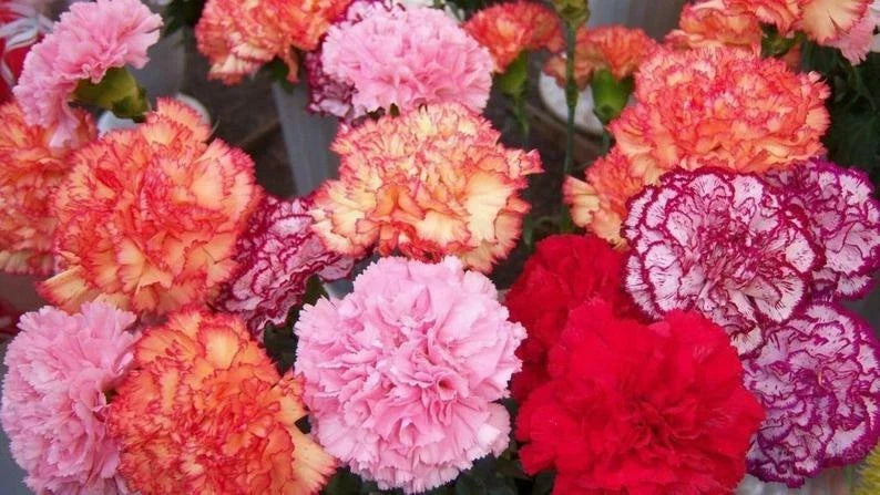 Double Mix Carnation Seeds - Perennial Dianthus caryophyllus for Vibrant Garden Blooms - 100 Seeds