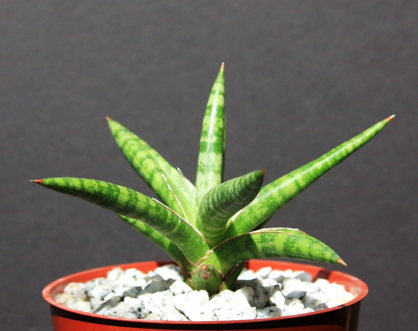 Sansevieria ballyi Succulent Plant in 4" Pot - Rare Exotic Indoor Outdoor Collector Plant