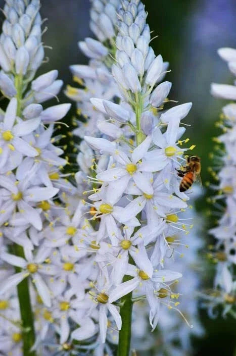 Wild Hyacinth Seeds 50 Count - Blue Flowering Camassia scilloides Native Perennial Bulbs for Garden Planting