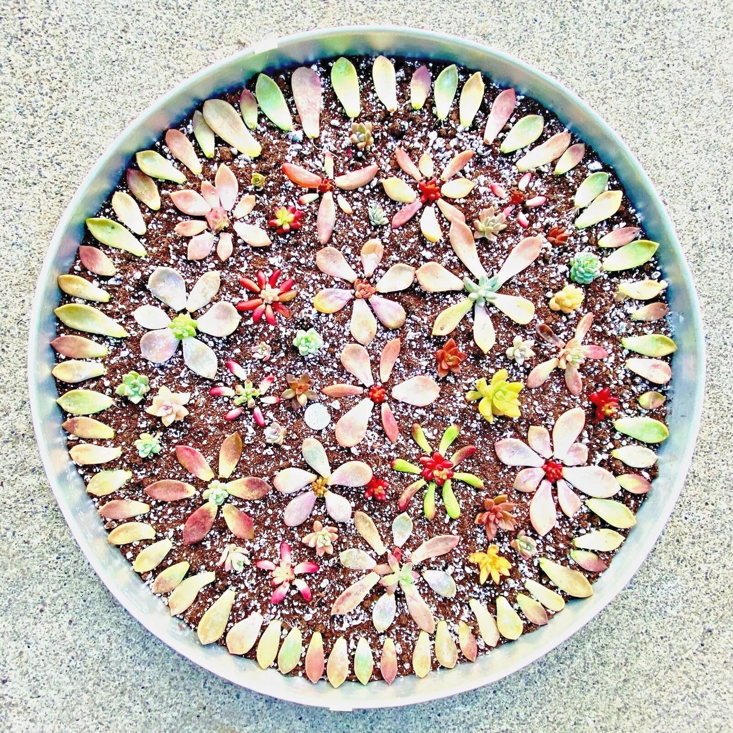 Succulent Leaves Pack – 50 Varieties of Echeveria & Sedum Cuttings – Colorful, Homegrown, Easy Propagation