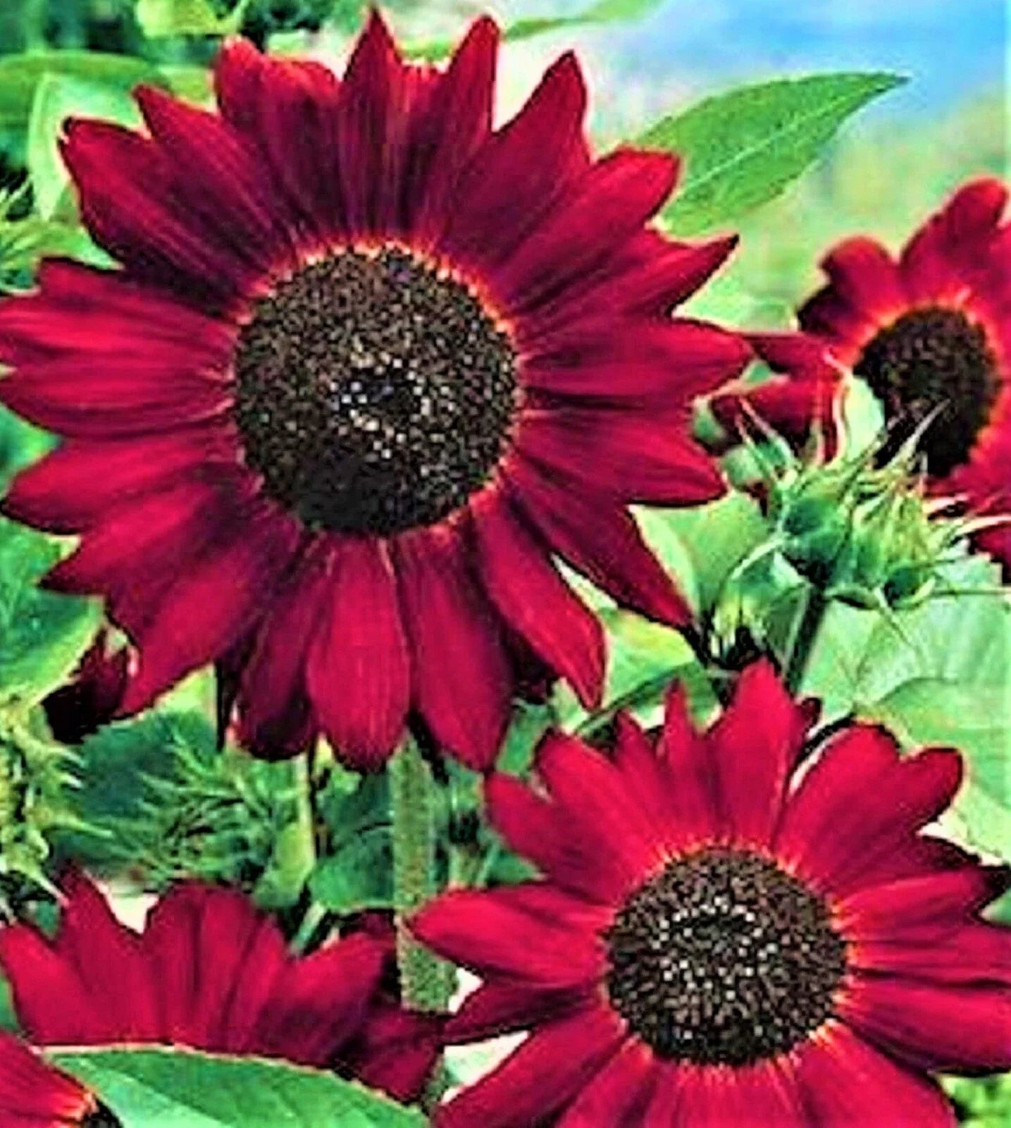 Velvet Queen Sunflower Seeds - 30+ Non-GMO Helianthus annuus with Burgundy Blooms, Easy to Grow, Attracts Pollinators, Full Sun Seed Pack
