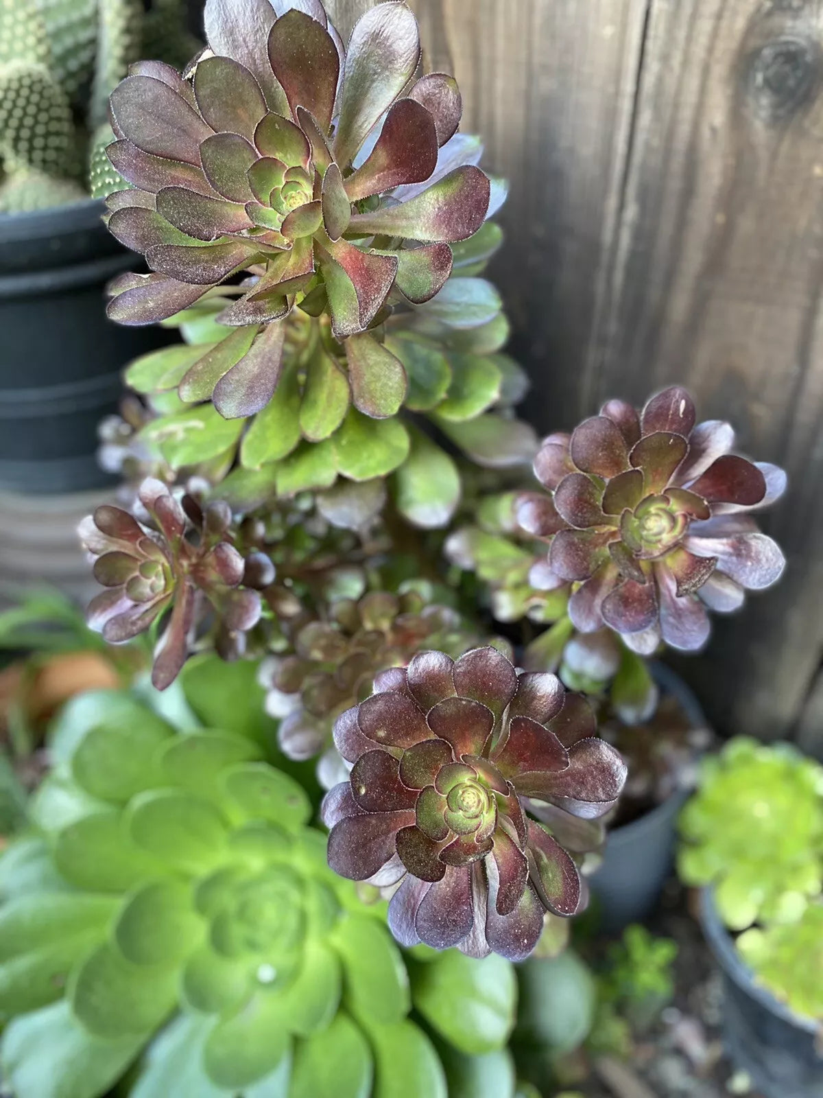 Arboreum Aeonium Succulent Cuttings - 3 Baby Plants for Indoor Gardening