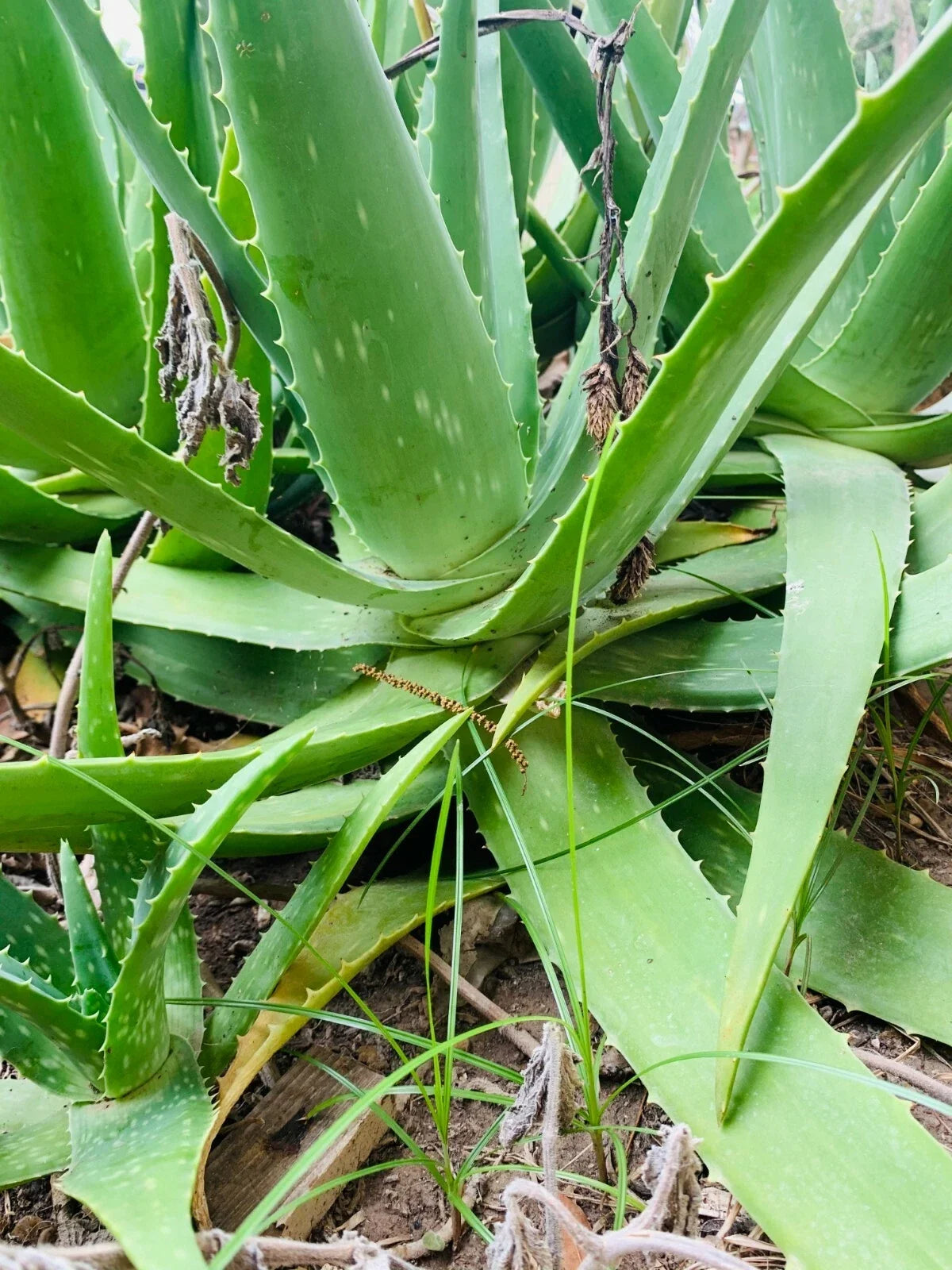 Aloe Vera Plant 14-18 Inch Organic Medicinal Succulent Aloe barbadensis miller in Biodegradable Pot