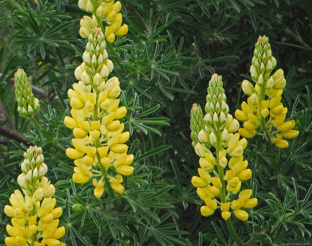Yellow Lupine Seeds - Lupinus densiflorus aureus - Non-GMO Garden Flower Seeds