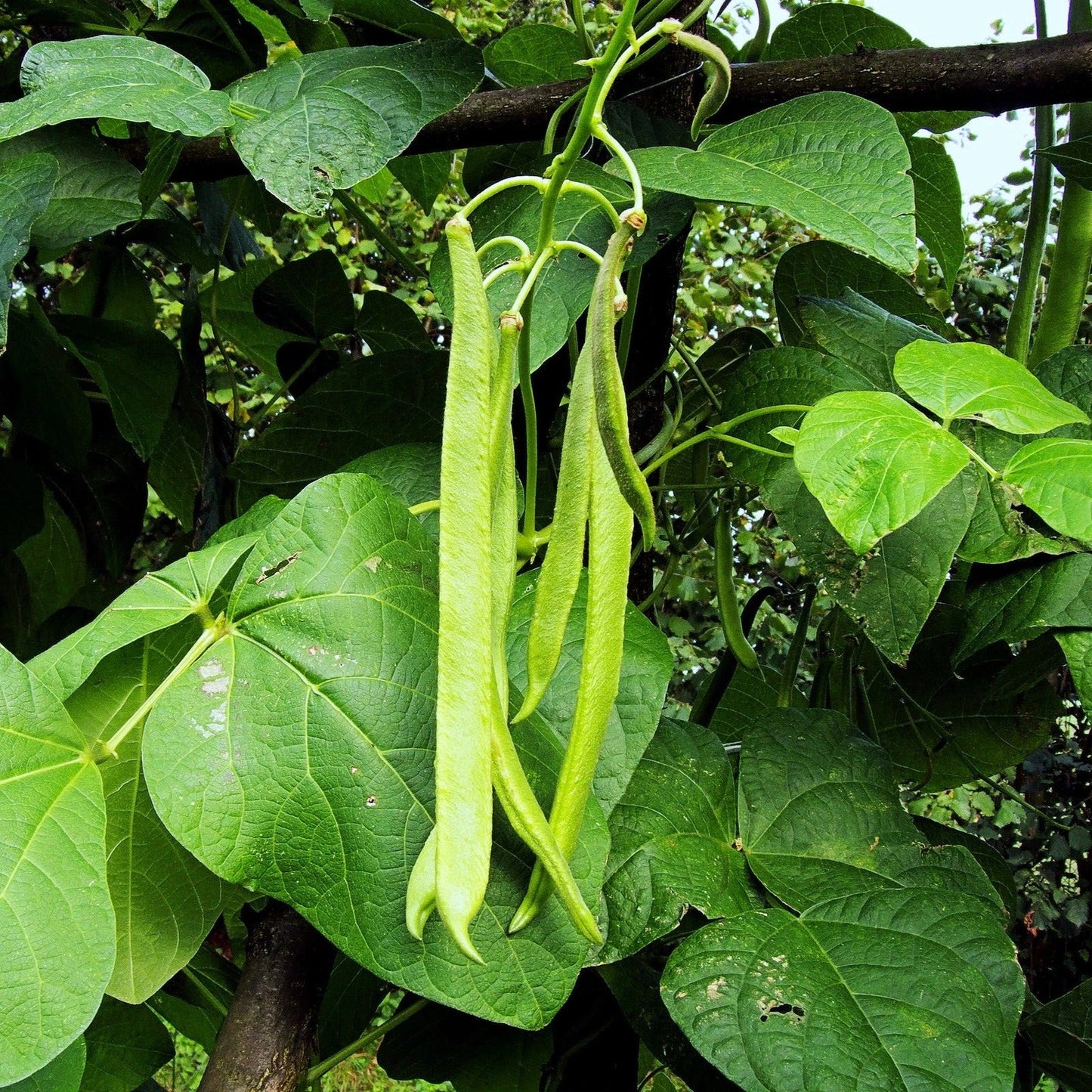 White Half Runner Bean Seeds – Pole Variety for 2025 Planting, Phaseolus vulgaris, Climbing, Early Maturing