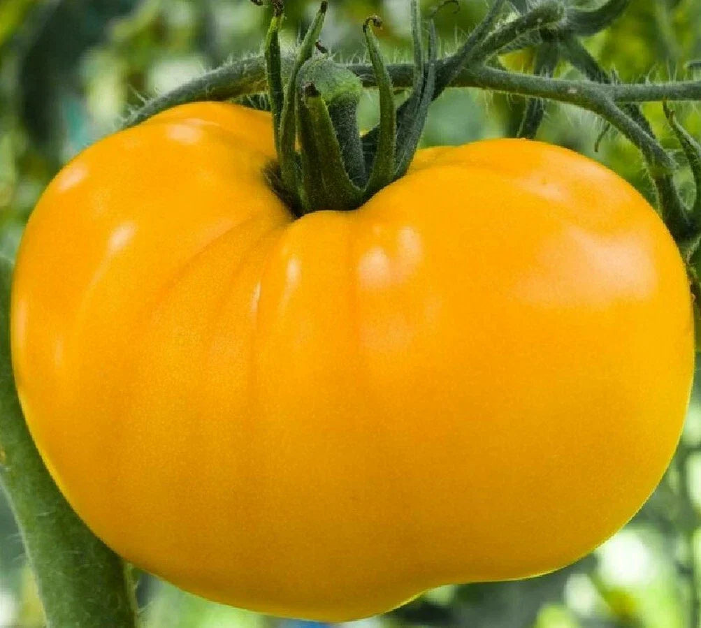 Yellow Brandywine Tomato Seeds - 50+ Indeterminate Heirloom Vegetable Seeds