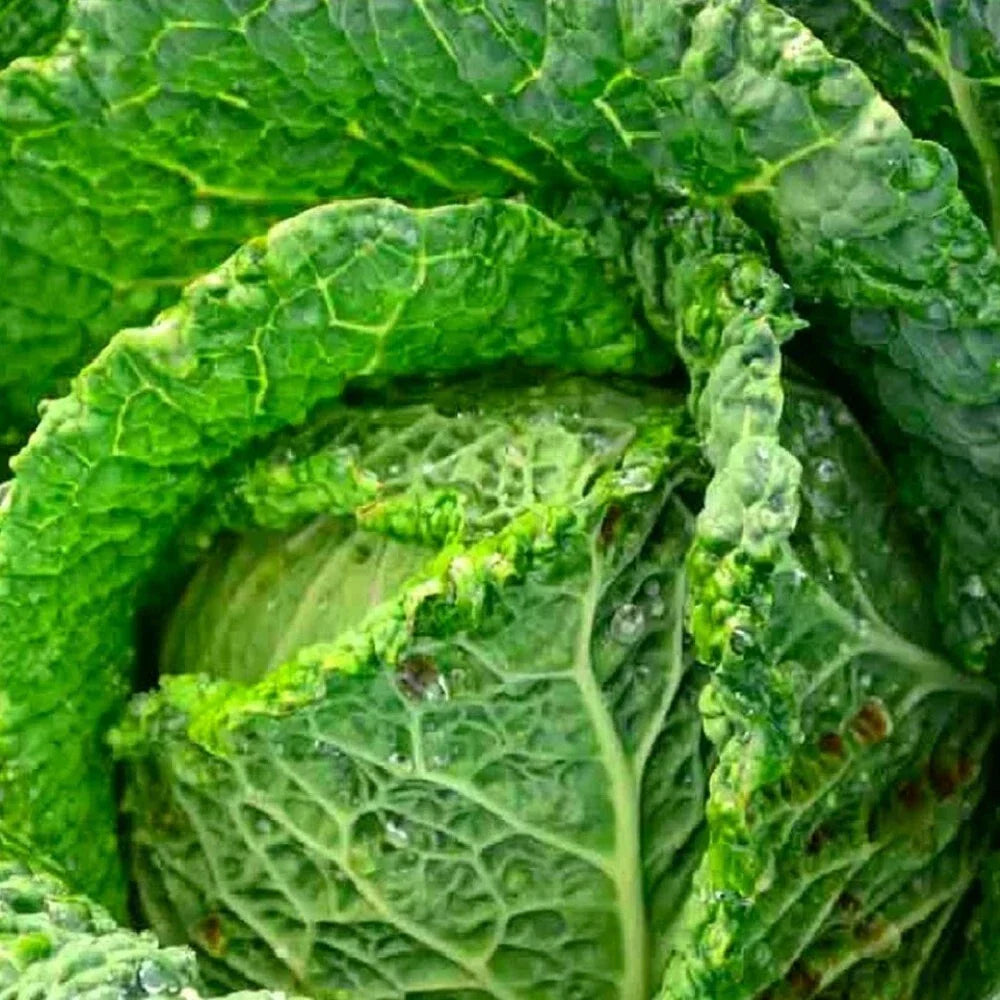 Savoy Perfection Cabbage Seeds | NON-GMO Heirloom Green Brassica oleracea