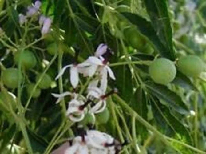 Melia Azedarach Seeds | Chinaberry Tree, Syringa Berry Tree, Cape Lilac | Deciduous Tree, Fragrant Flowers, Wildlife Attractant | 10 Pack