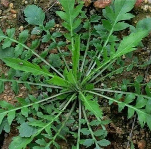 Shepherd's Purse Seeds 500+ Capsella Bursa-pastoris Ji Cai Naengi Organic Gardening