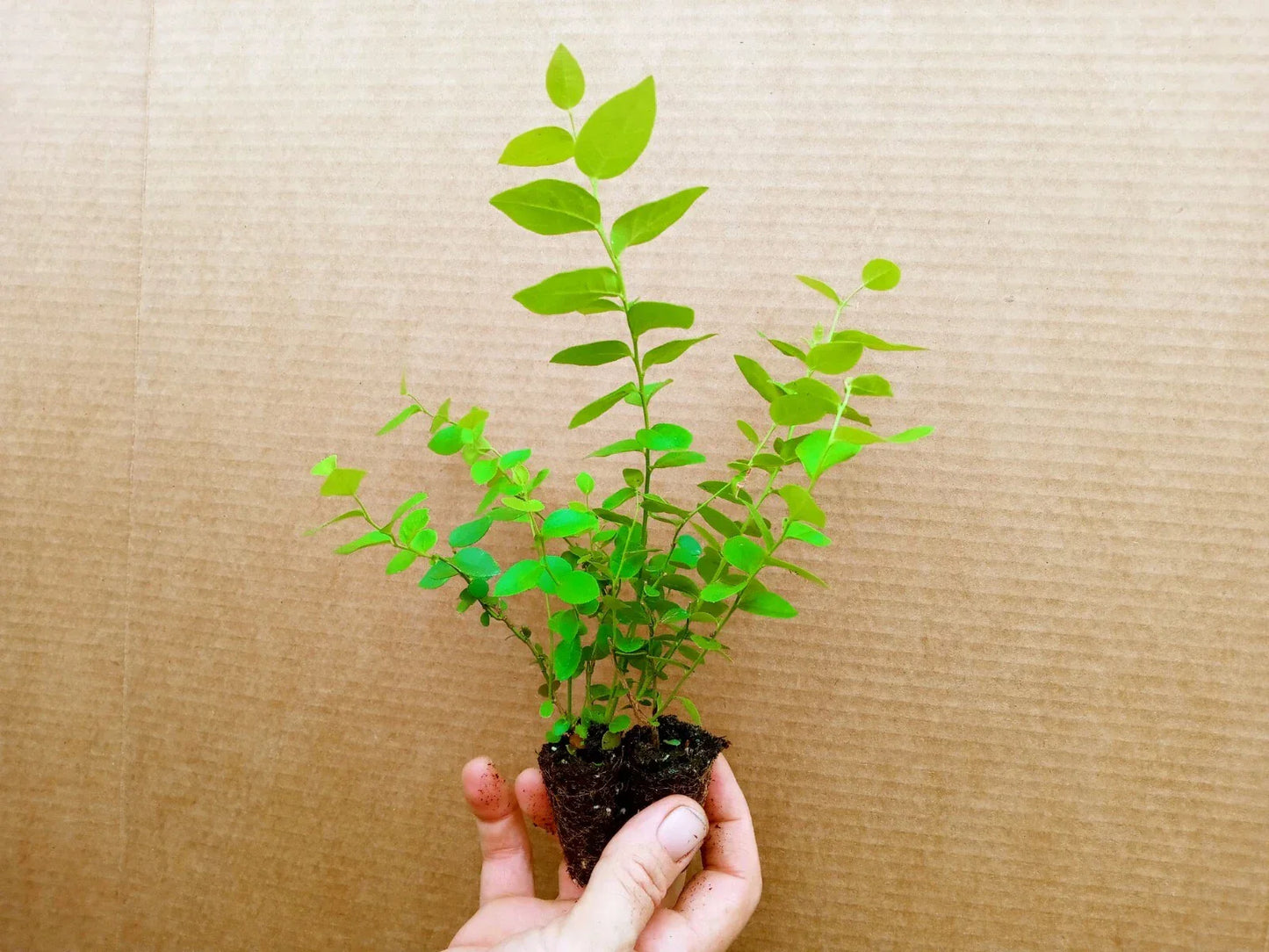 Biloxi Blueberry Starter Plants - 2 Pack | High Yield, Pesticide-Free, Zones 5-10