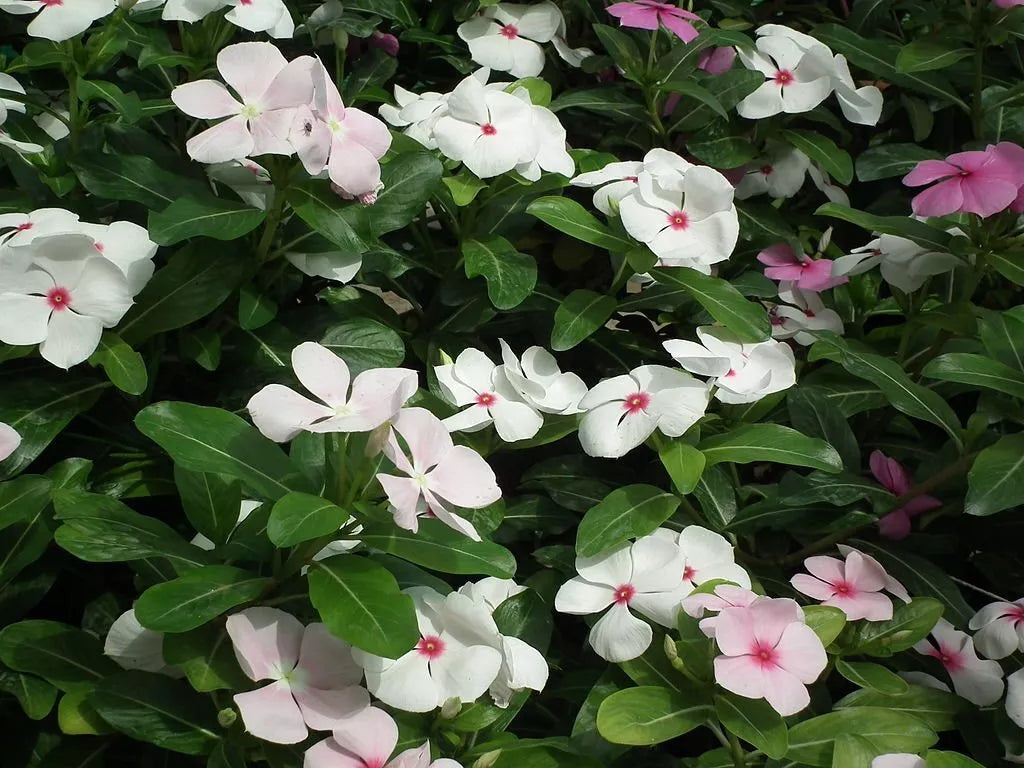 Vinca Seeds 1000 Count Sunsplash White with Eye Catharanthus roseus Garden Planting Supplies