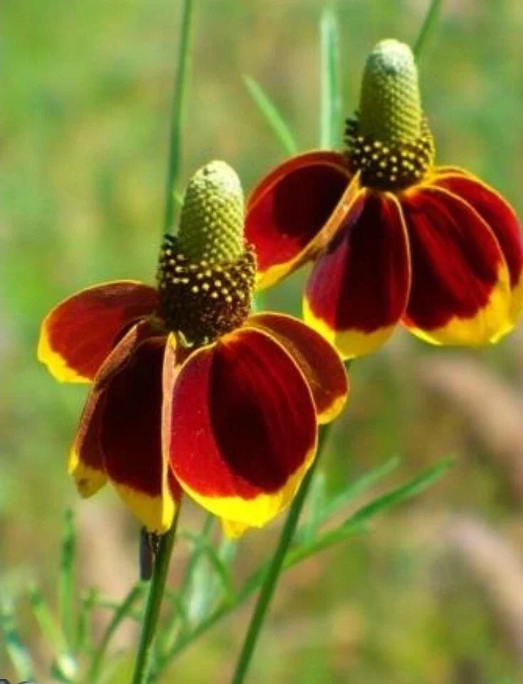 Mexican Hat Seeds - Prairie Coneflower, Ratibida columnifera, Wildflower Garden, Pollinator Attractant, 100+ Seeds