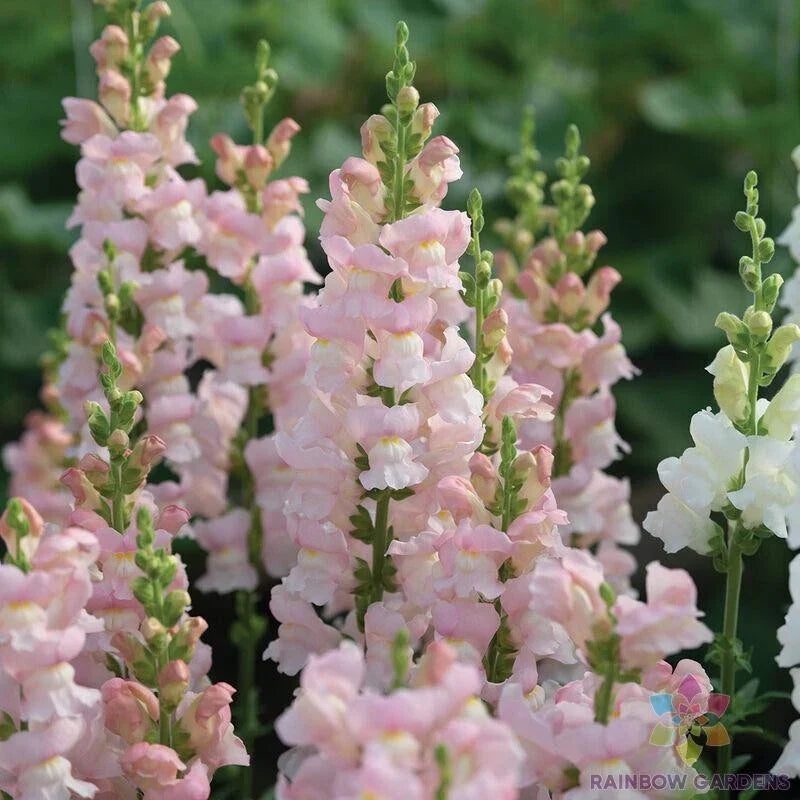 Avignon Pink Snapdragon Seeds - 1000+ Count - Antirrhinum majus - Flower Seeds for Garden Planting