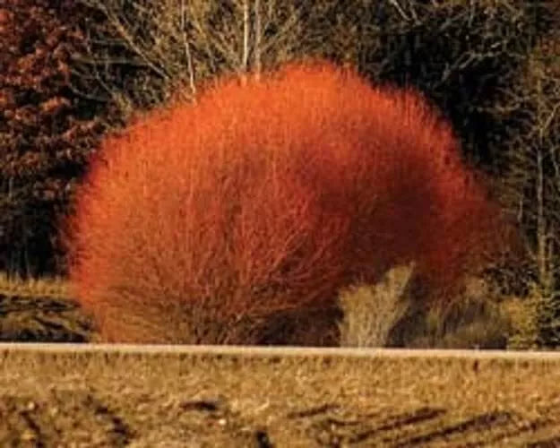 Red Flame Willow Tree Starter Plant - Salix integra 'Hakuro-nishiki' - Vibrant Red Foliage, Fast Growing Landscape Tree