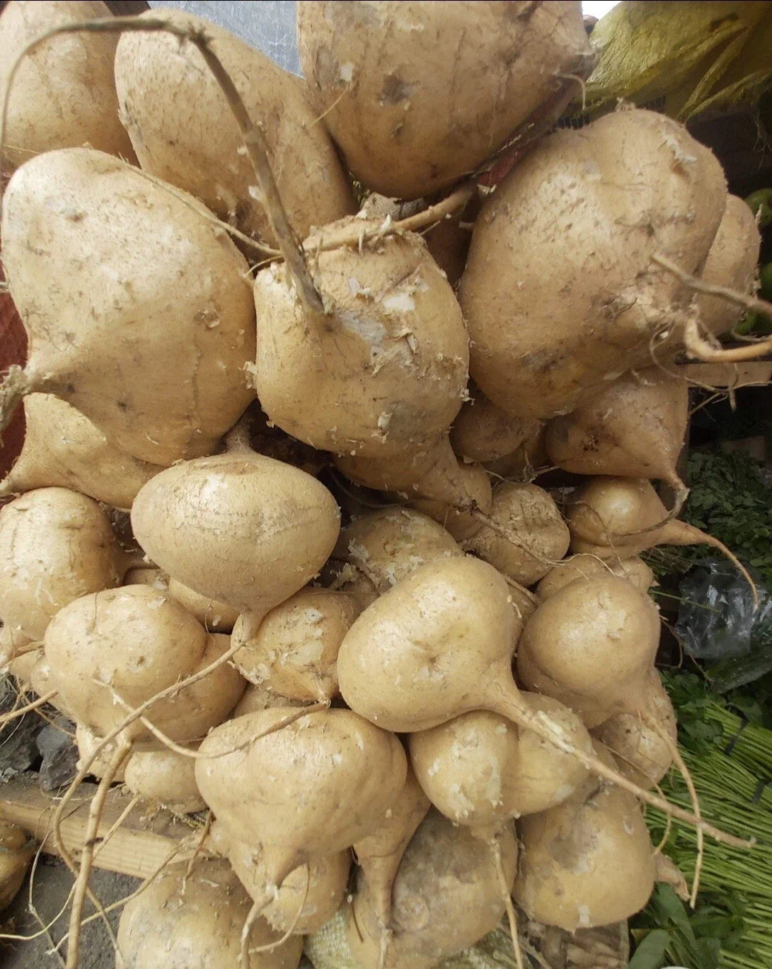Jicama Seeds – Over 100+ Mexican Turnip (Pachyrhizus erosus) for Home Gardens, Containers, and Raised Beds