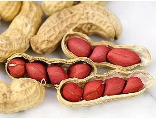Tennessee Red Peanut Seeds - 20 Count Arachis hypogaea Heirloom for Home Gardening