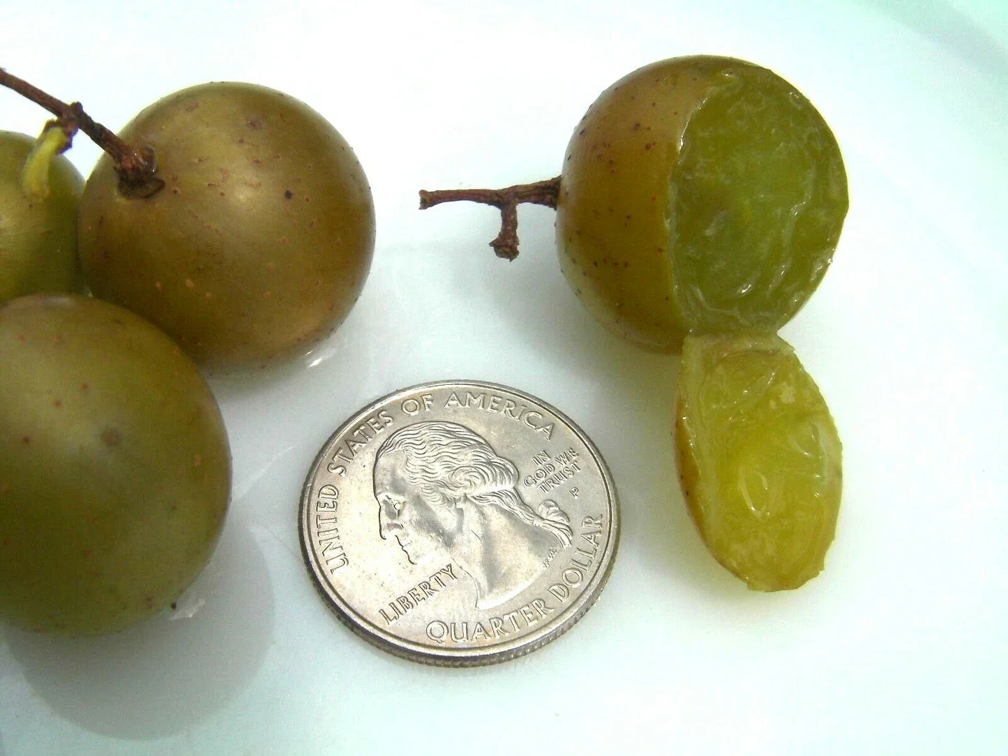 Organic Carlos Muscadine Grape Seeds - 15 Large Bronze Seeds | Vitis rotundifolia