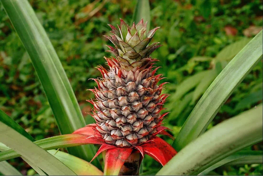 Wild Pineapple Seeds Bromelia Pinguin Tropical Fruit Planting Pack of 10 Seeds