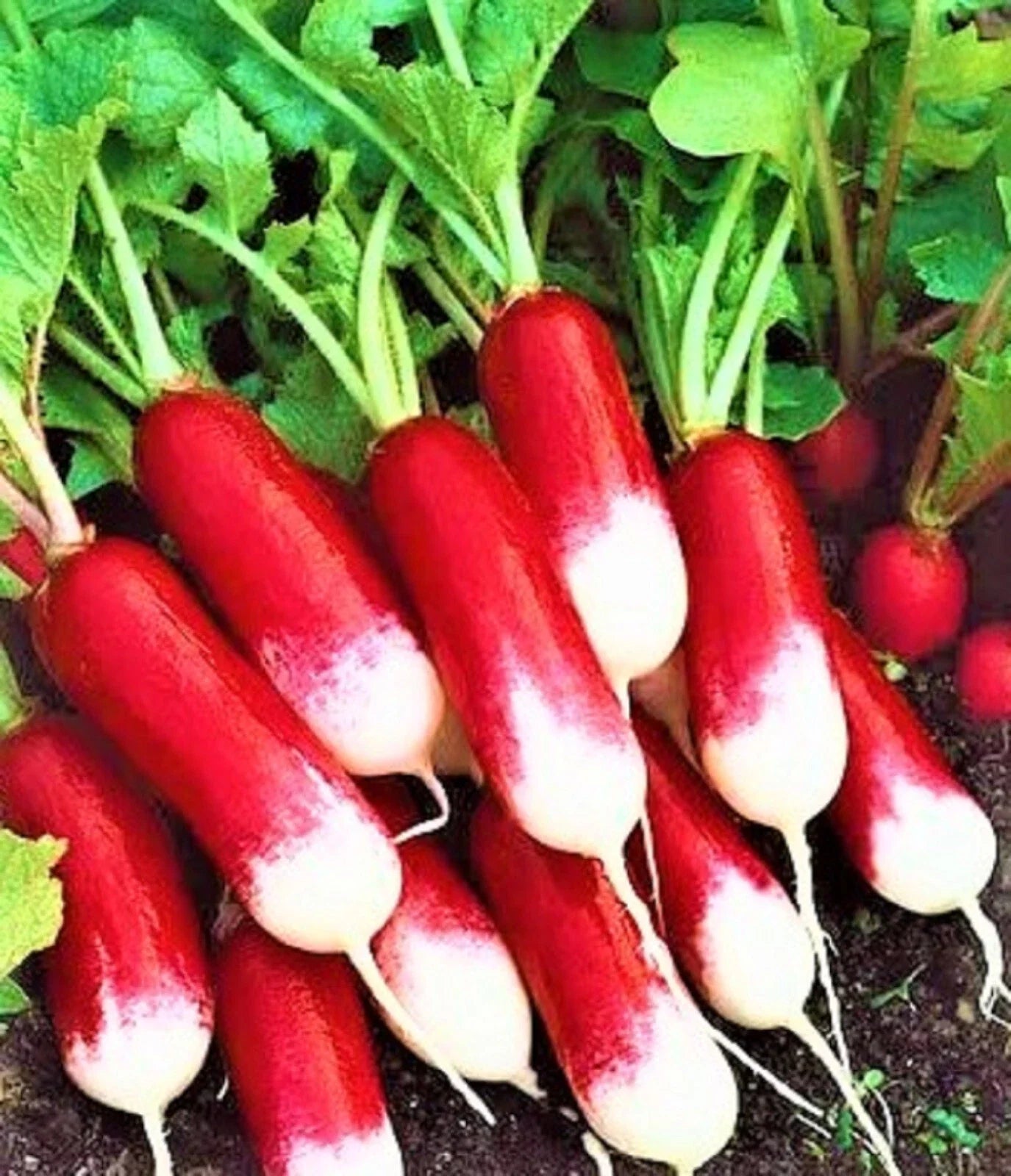 French Breakfast Radish Seeds - Non-GMO Raphanus sativus Heirloom Vegetable Seeds for Home Garden, Fast-Growing, Crisp & Spicy Flavor