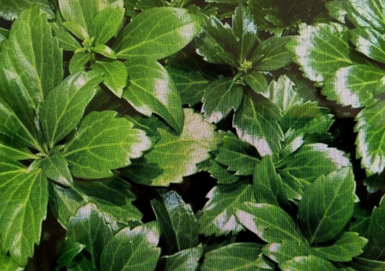 Japanese Spurge Plants - Pachysandra Terminalis - Hardy Evergreen Groundcover - Bare Root, Low-Maintenance, Zone 4-8