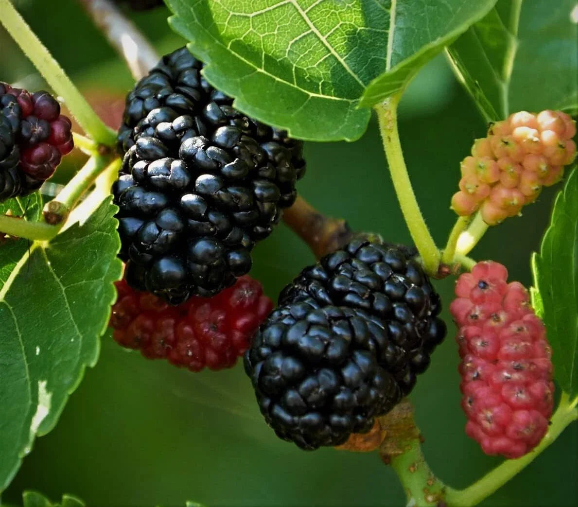 Mulberry Seeds Pack of 25+ Morus Rubra Edible Fruit Tree for Garden, Orchard, Landscaping