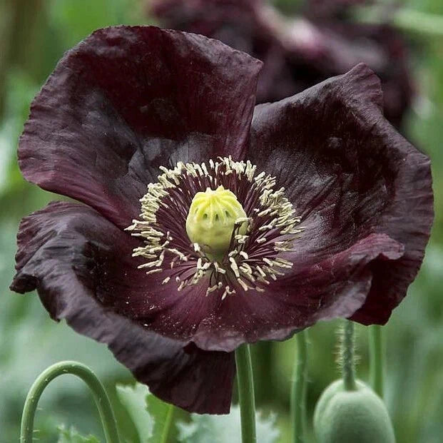 Midnight Poppy Seeds Pack – 200+ Papaver somniferum Garden Seeds for Borders, Containers, Full Sun, USA Grown