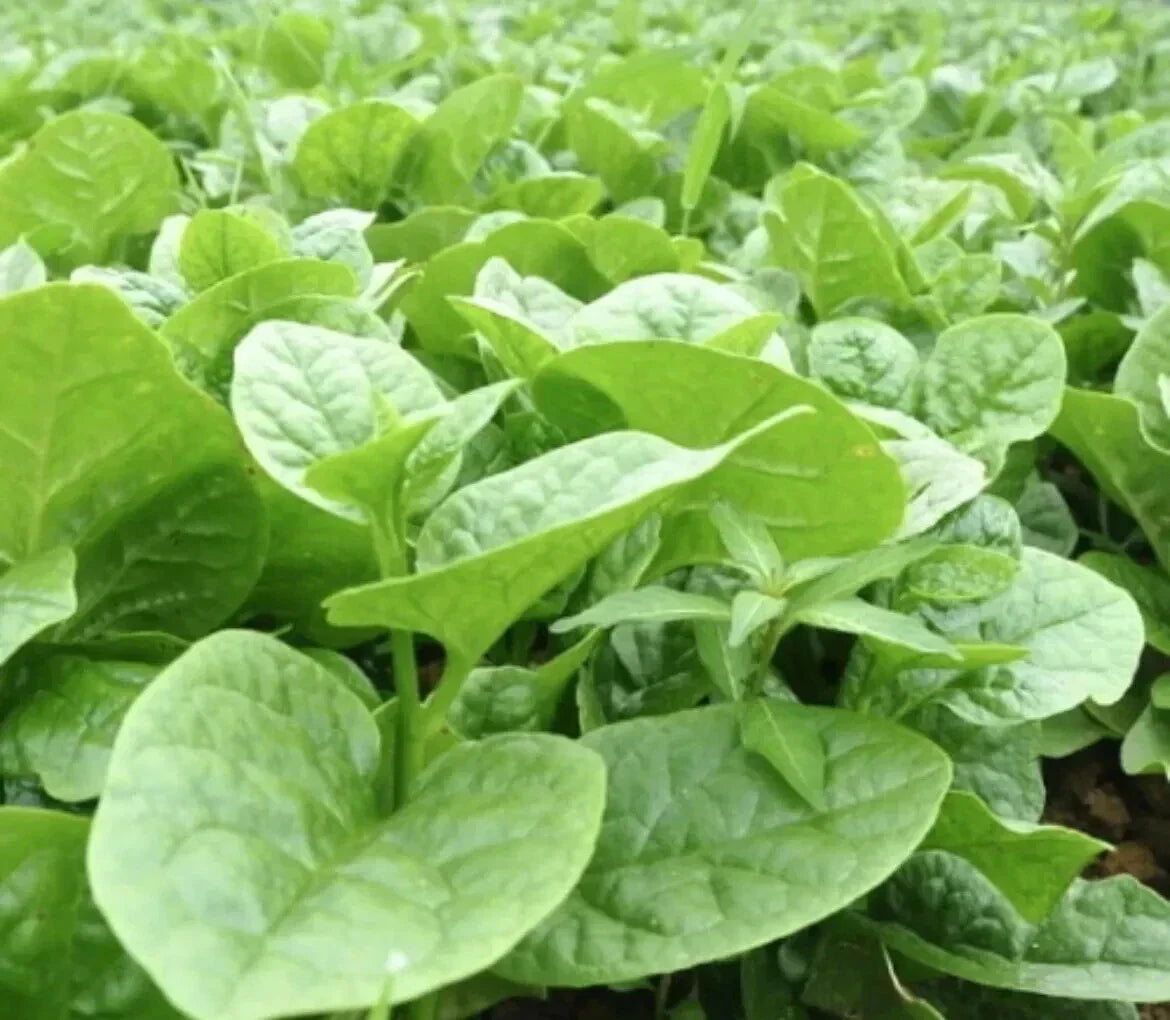 Malabar Spinach Seeds - 50 Pack - Basella Alba - Thick Leaves - 2024 - USA