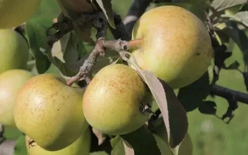 Sweet Coppin Apple Seeds - 25+ Heirloom Malus domestica for Home Garden Planting, Fruit Trees, Non-GMO, USA Shipping