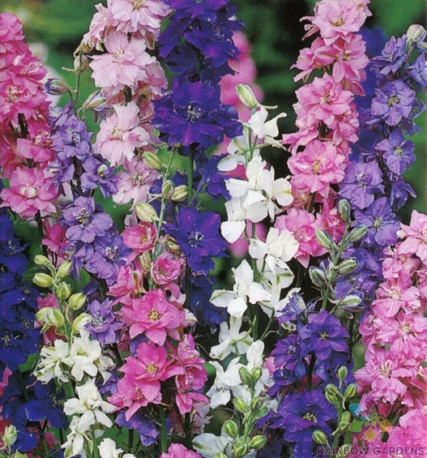 Rocket Tall Mix Delphinium Seeds - 200+ Blue, Purple, White, Pink Flower Seeds for Garden, Delphinium elatum, Perennial Planting