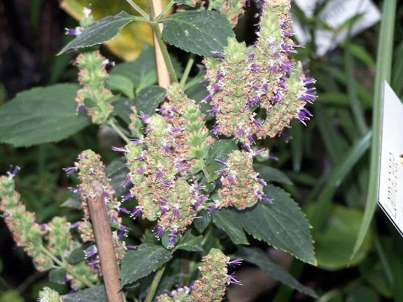 Patchouli Seeds Packet of 50 Pogostemon cablin Aromatic Herb Garden Planting