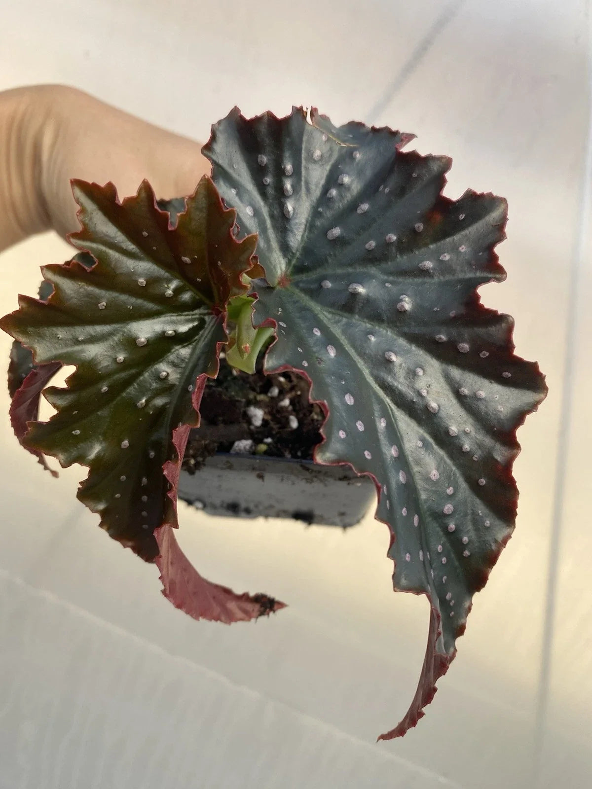 Fannie Moser Begonia Live Houseplant – Rare Dark Foliage, Rooted Exotic Indoor Plant, Compact Begonia 'Fannie Moser'