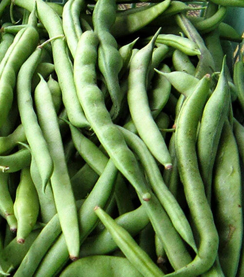 Kentucky Wonder Pole Bean Seeds - 15+ Pack - Chinese Four Seasons Green Bean