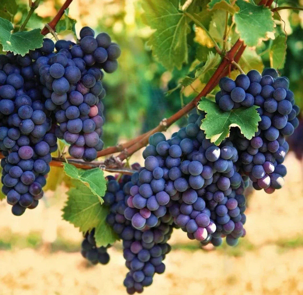 Organic Concord Grape Starter Plants 6-15 inches | Hardy Perennial Vitis labrusca
