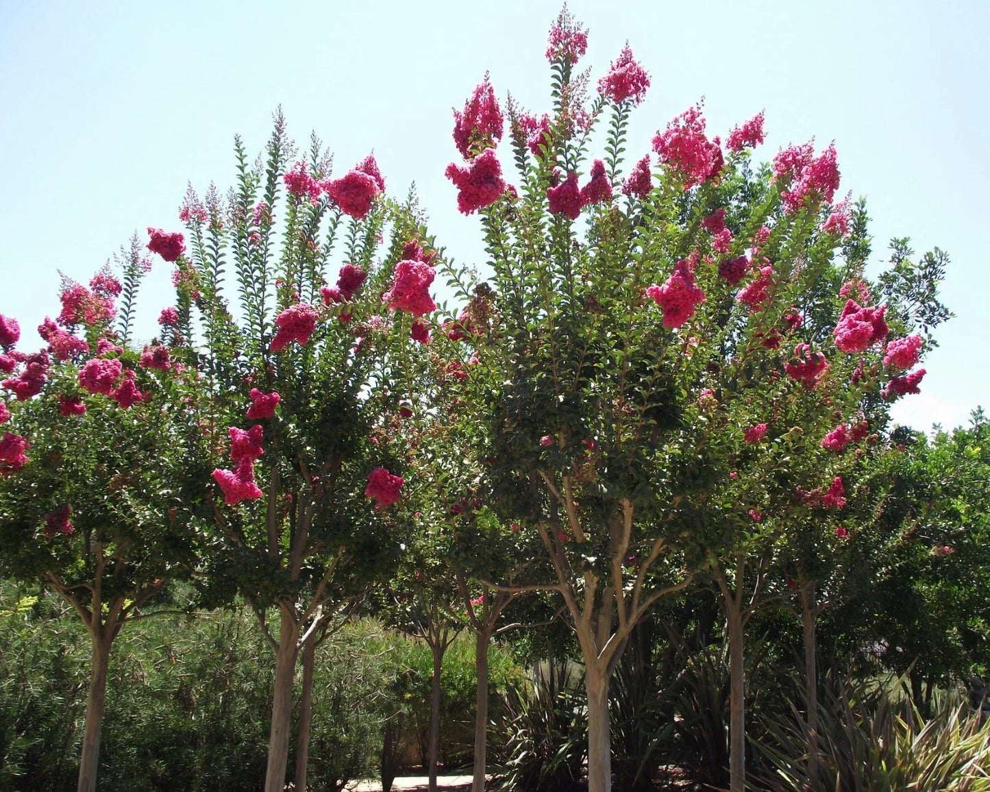 Crape Myrtle Seeds - 50 Count Lagerstroemia indica Drought-Tolerant Flowering Tree for Garden & Landscape