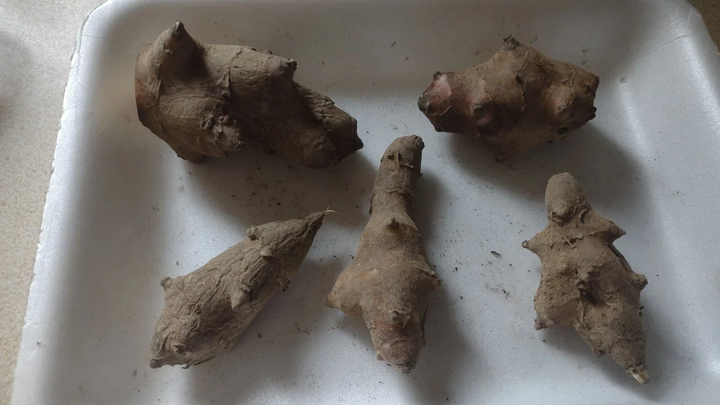 Organic Jerusalem Artichoke Tubers 5 L.M. Red Helianthus tuberosus for Planting - Easy to Grow, Sunflower-Like Blooms