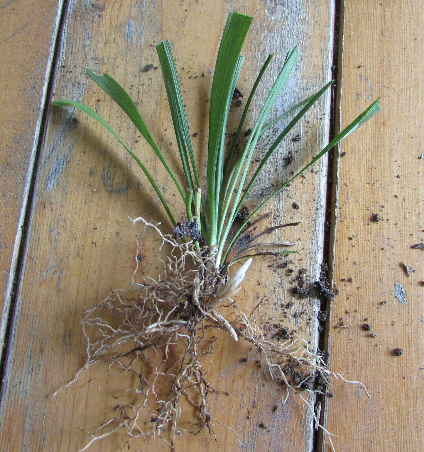 25 Bare Root Monkey Grass Plants | Evergreen Liriope muscari for Borders & Ground Cover