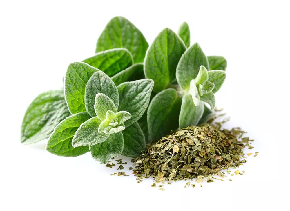 Italian Oregano Seeds | 500+ Non-GMO Heirloom Seeds | Origanum vulgare subsp. hirtum