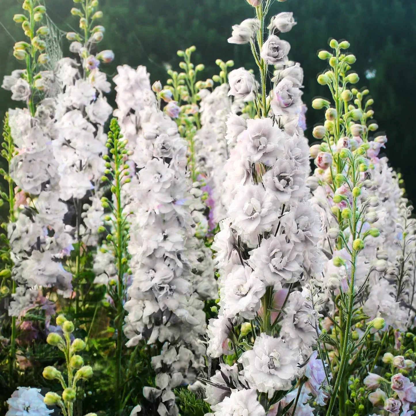 White King Rocket Larkspur Seeds - Consolida ajacis, Annual, White Flowers, Full Sun, 100 Seeds