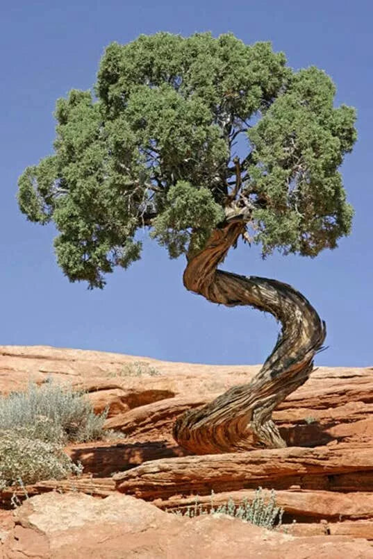 Utah Juniper Seeds for Planting - Juniperus osteosperma - Bonsai, Drought-Tolerant, Well-Drained Soil, Hardy Zones 4-9