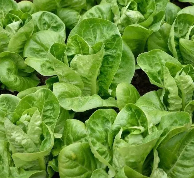 Little Gem Lettuce Seeds 1000+ Butterhead Green Salad Garden Lactuca sativa