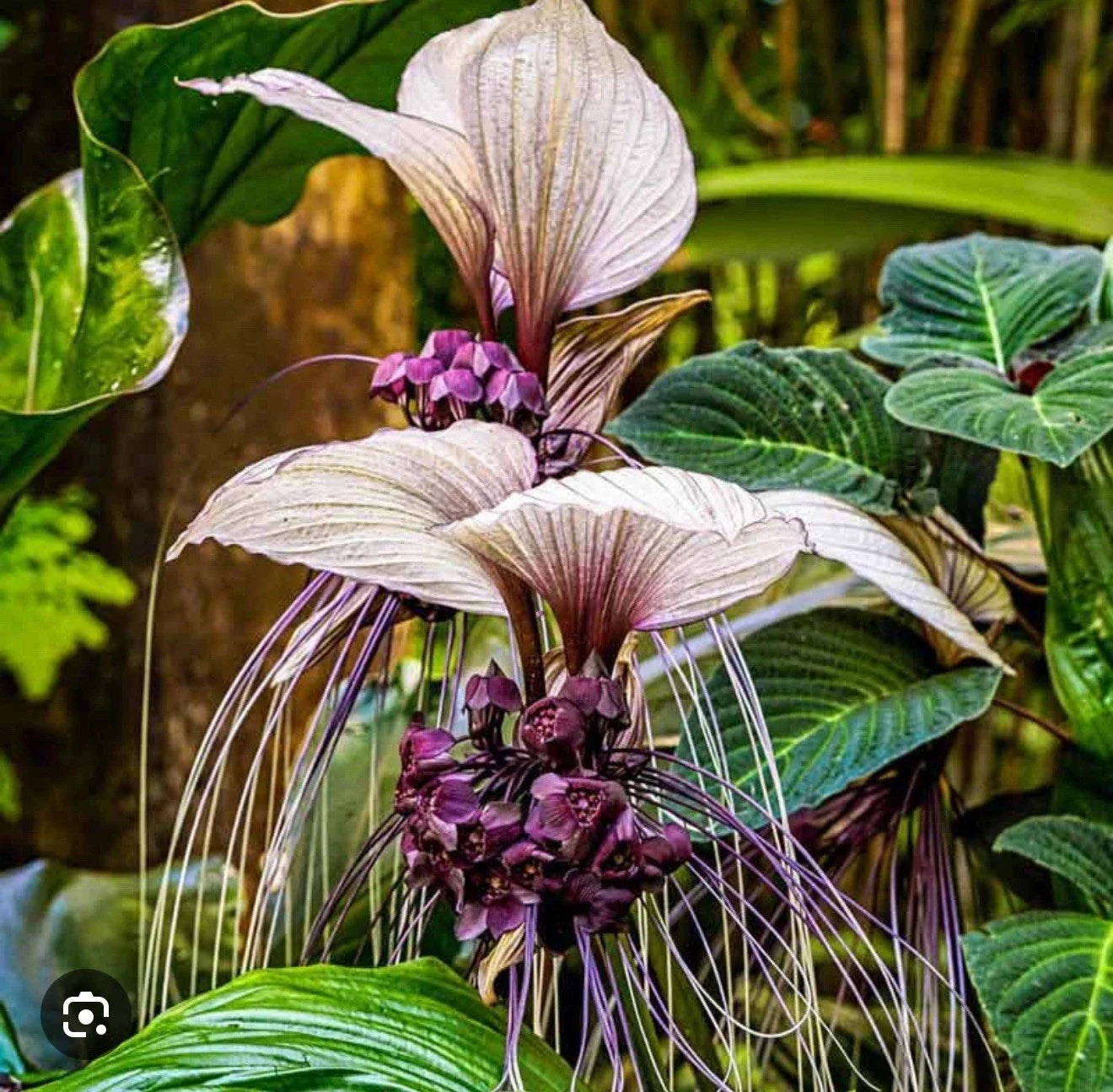 White Bat Flower Starter Plant - Tacca integrifolia - Exotic Black Lily Variety - Small Rooted Plant for Indoor & Outdoor Gardens
