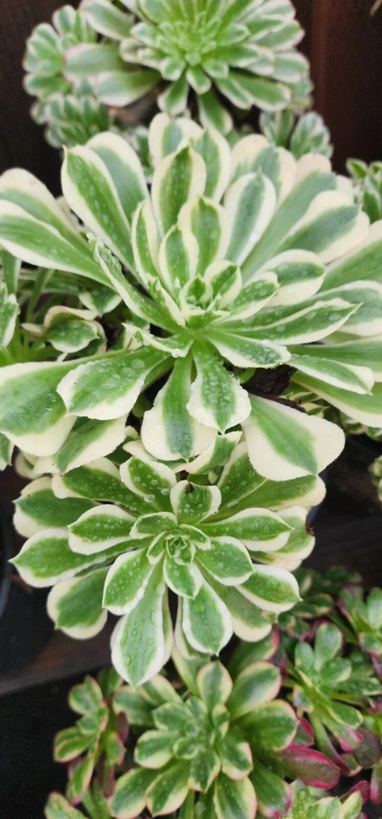 Aeonium Riverstone Cutting - Succulent Plant for Propagation | Aeonium spp.